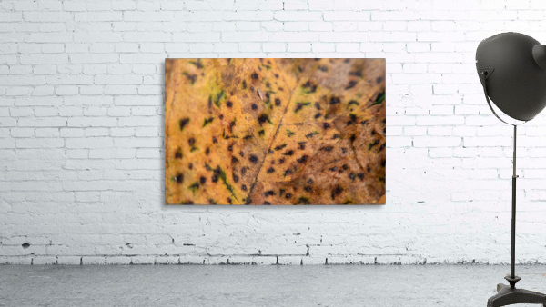 Spotted Autumn Leaf Wall Preview