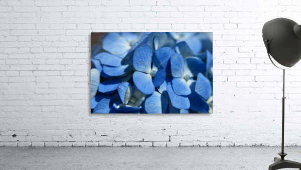 Blooming Blue Wall Preview