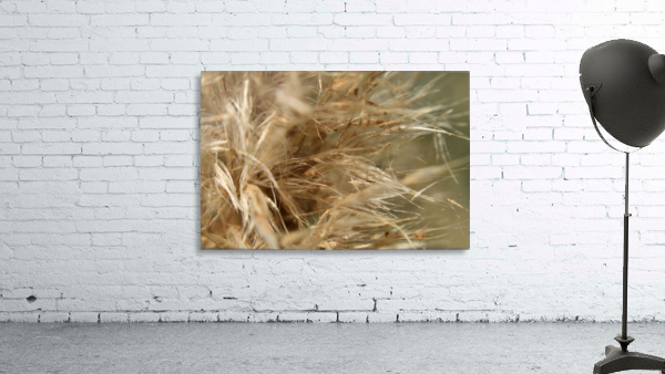 Grass Allergens and Fluff Wall Preview