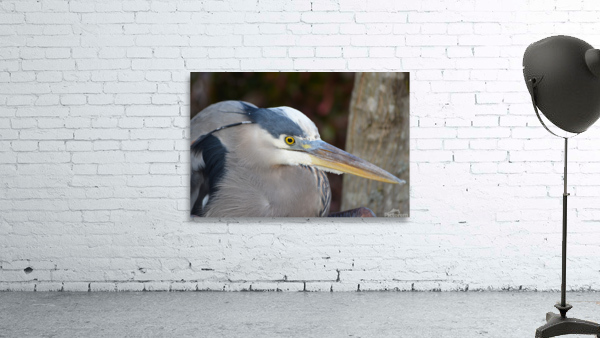Beady Eyed Heron Wall Preview