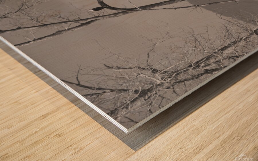 Bald Eagle watching Farm Wood print