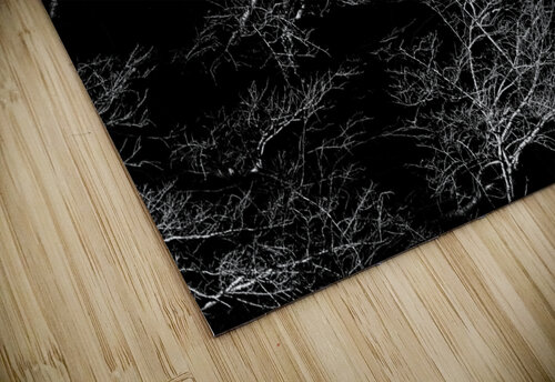 Winter Trees Damon Coulter puzzle