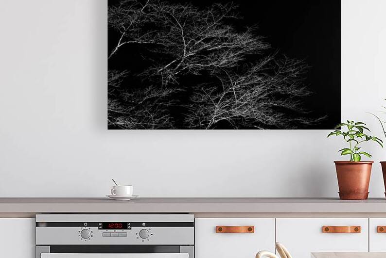Winter Trees by Damon Coulter