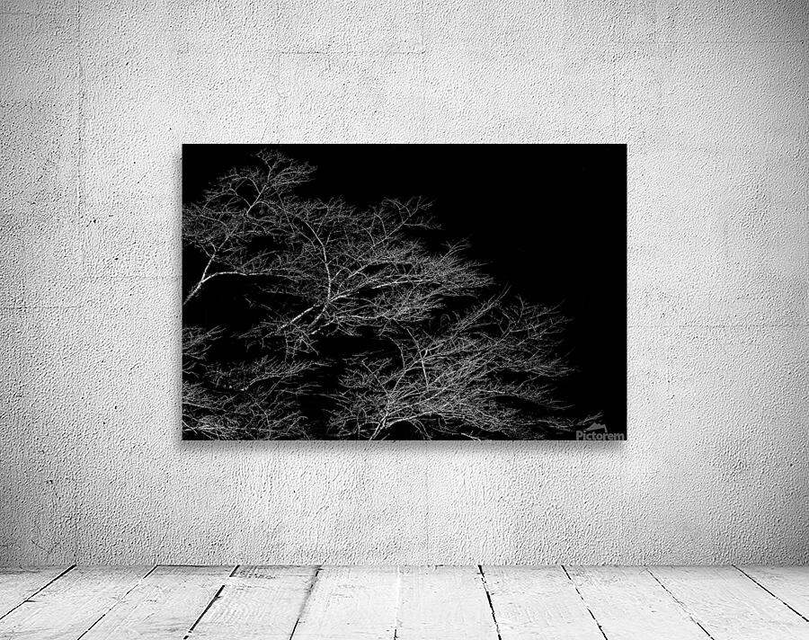 Winter Trees Wall Preview