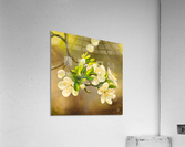 Apple Tree Blossoms Acrylic Print