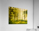 Forest Sunset Acrylic Print