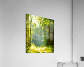 Forest Sun Acrylic Print