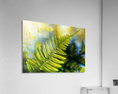 Fern Night Acrylic Print