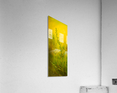 Sunset Heather Acrylic Print