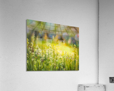 Midsummer beauty Acrylic Print