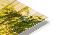 Forest Sunset HD Metal print
