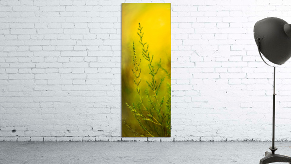 Sunset Heather Wall Preview