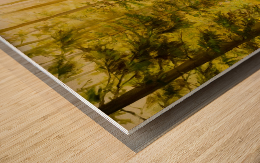 Forest Sunset Wood print