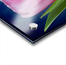 Tulip Acrylic print