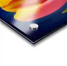 Tulip Acrylic print