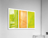 Autumn Leaves Acrylic Print