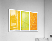 Autumn Leaves Acrylic Print