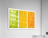 Autumn Leaves Acrylic Print