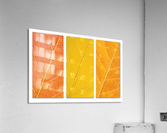 Autumn Leaves Acrylic Print