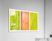 Autumn Leaves Acrylic Print