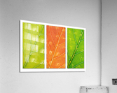 Autumn Leaves Acrylic Print