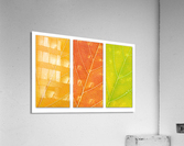 Autumn Leaves Acrylic Print