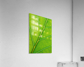 Autumn Leaf Acrylic Print