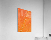 Autumn Leaf Acrylic Print