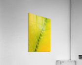 Autumn Leaf Acrylic Print