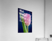 Tulip Acrylic Print