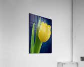 Tulip Acrylic Print