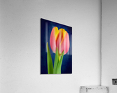 Tulip Acrylic Print