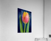 Tulip Acrylic Print