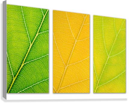 Autumn Leaves Canvas Print