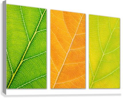 Autumn Leaves Canvas Print