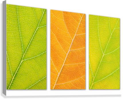 Autumn Leaves Canvas Print