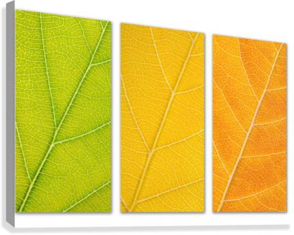 Autumn Leaves Canvas Print