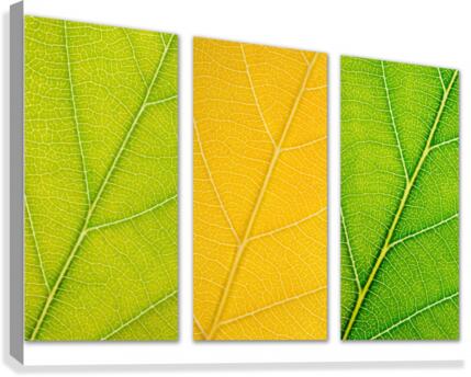 Autumn Leaves Canvas Print