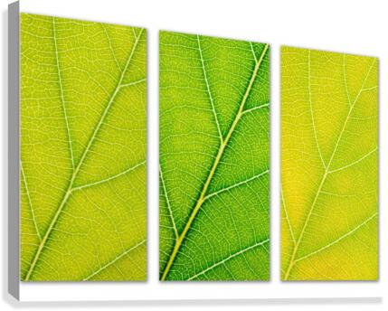 Autumn Leaves Canvas Print