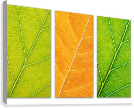 Autumn Leaves Canvas Print