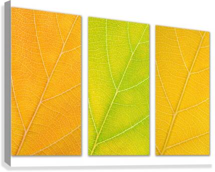 Autumn Leaves Canvas Print