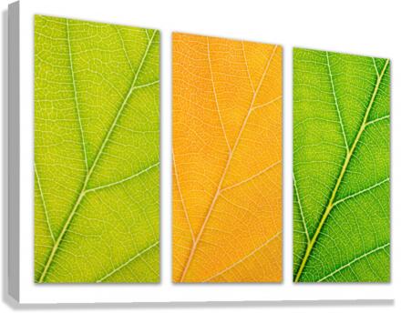 Autumn Leaves Canvas Print