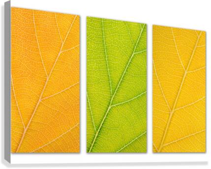 Autumn Leaves Canvas Print
