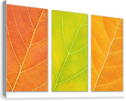 Autumn Leaves Canvas Print