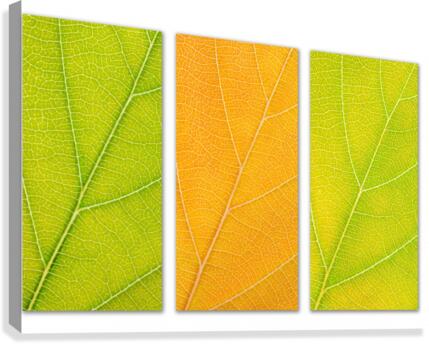 Autumn Leaves Canvas Print
