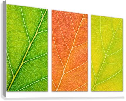 Autumn Leaves Canvas Print