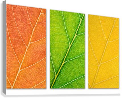 Autumn Leaves Canvas Print