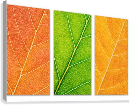 Autumn Leaves Canvas Print