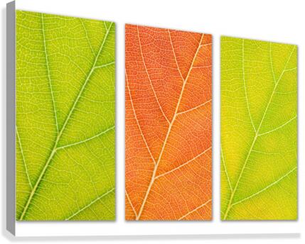 Autumn Leaves Canvas Print