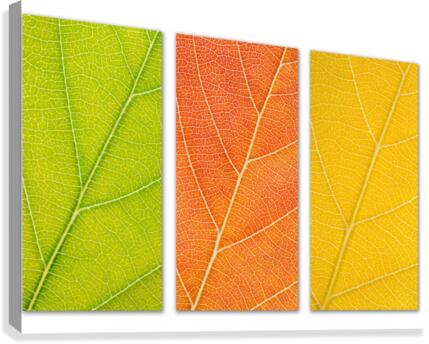 Autumn Leaves Canvas Print